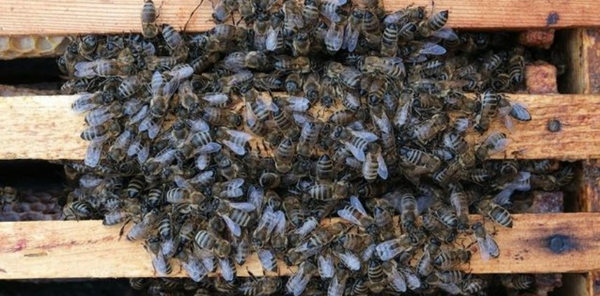 Das Foto zeigt einen Bienenschwarm auf einer Honigwabe.